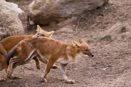 Wild Canines in Motion