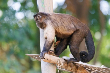 Monkey on a Branch
