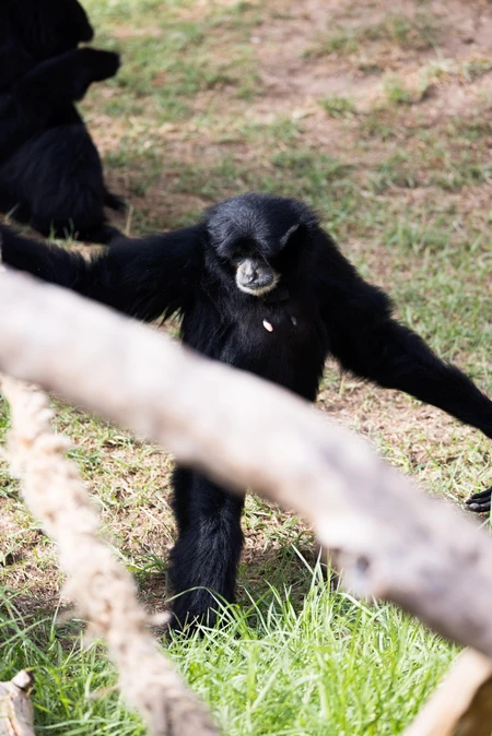 Gibbon in Natural Habitat