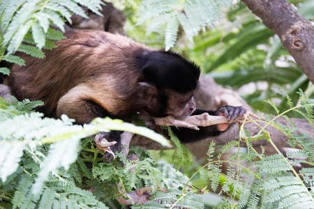 Monkey in the Wild