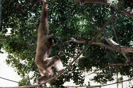 Gibbon in Tree