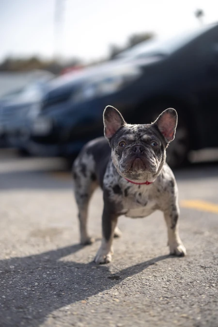 Spotted French Bulldog in Urban Setting