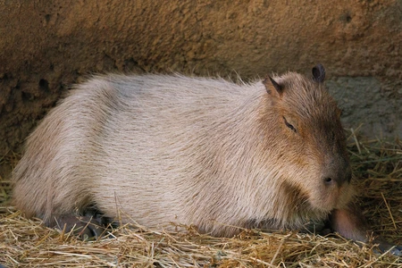 Capybara Resting