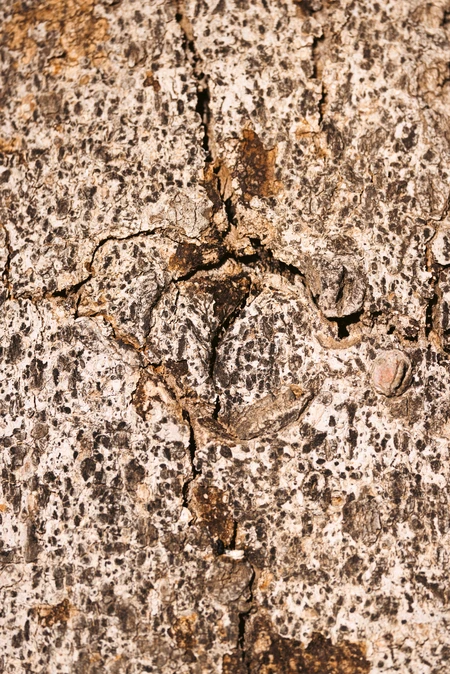 Detailed Tree Bark Texture