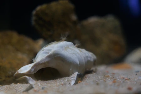 Seashell on the Ocean Floor