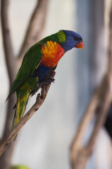 Vivid Rainbow Lorikeet