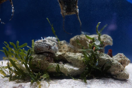 Underwater Scene with Coral and Seaweed