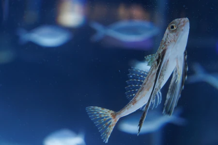 Aquatic Life in Focus