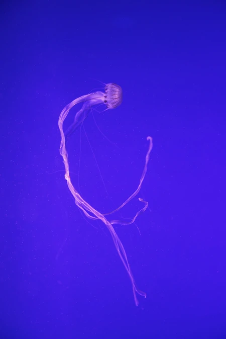 Elegant Jellyfish