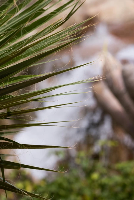 Serene Nature Close-up
