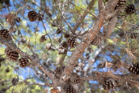 Pine Tree with Cones