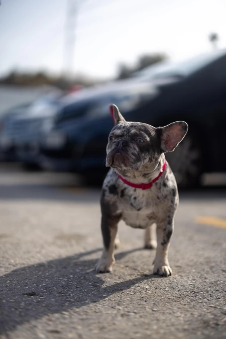 Bulldog in the City