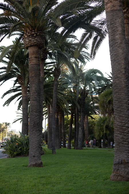 Palm Tree Avenue