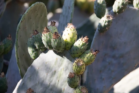 Sunlit Cactus