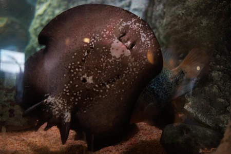 Spotted Ray in Aquarium