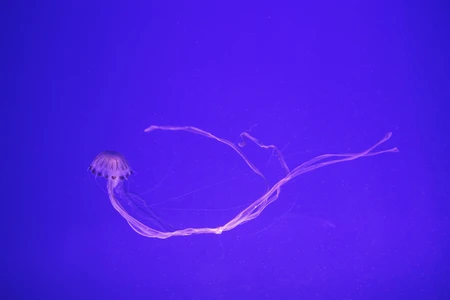 Jellyfish in Blue Ocean