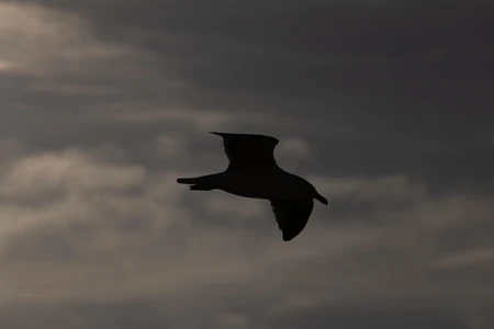 Silhouette of a Flying Bird