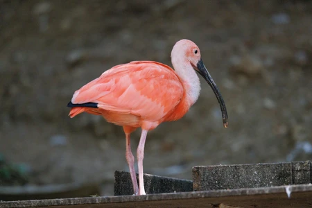 Scarlet Ibis on a Platform