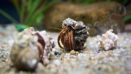 Hermit Crab on Sand