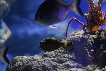 Aquarium Life