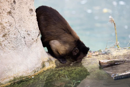 Monkey Drinking at Water's Edge