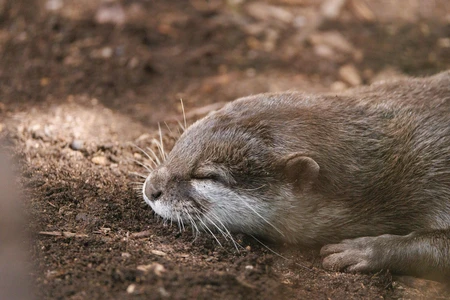 Resting Otter on Soil