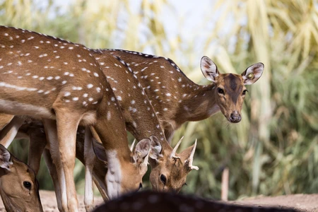 Grazing Deer in the Wild