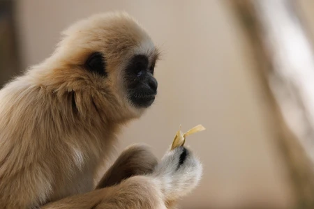 Gibbon with Bamboo