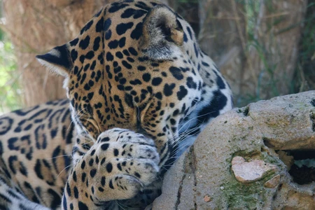 Resting Leopard