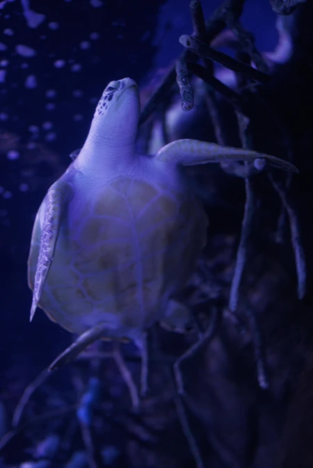 Underwater Turtle