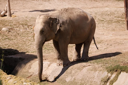 Elephant in Natural Habitat