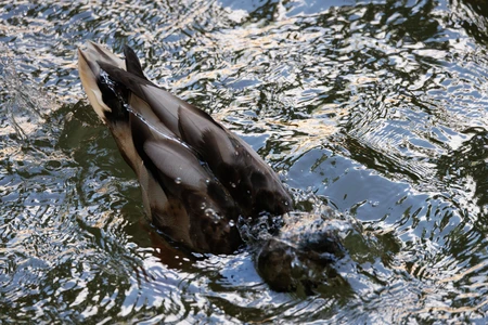 Duck Diving in Rippling Water