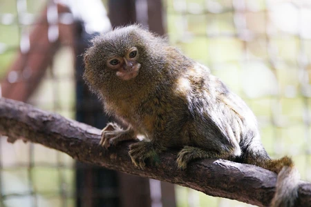 Pygmy Marmoset on a Branch