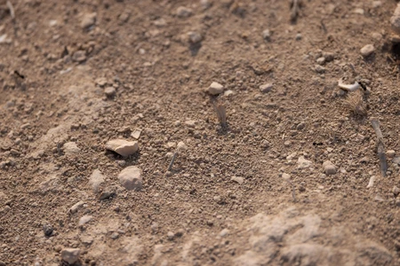 Earthy Texture