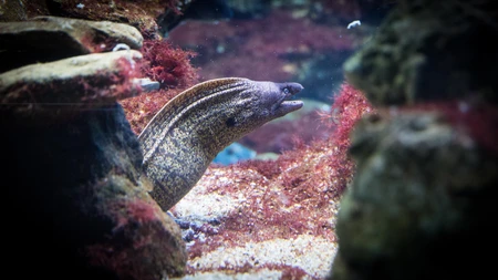 Underwater Eel in Its Habitat