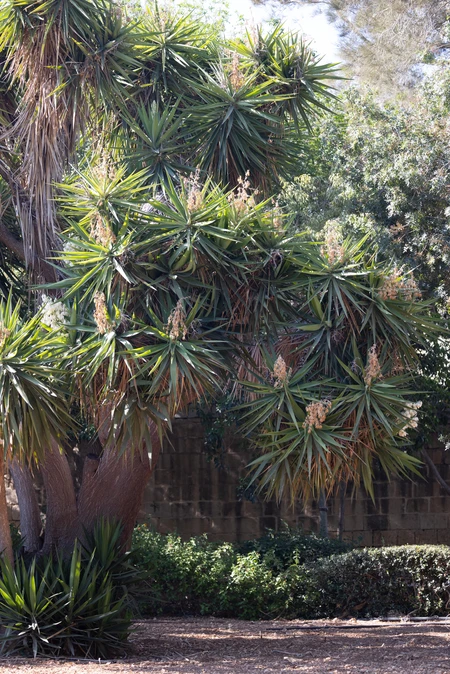 Lush Greenery with Spiky Trees