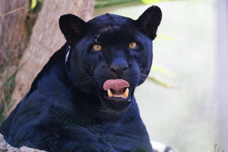 Majestic Black Panther