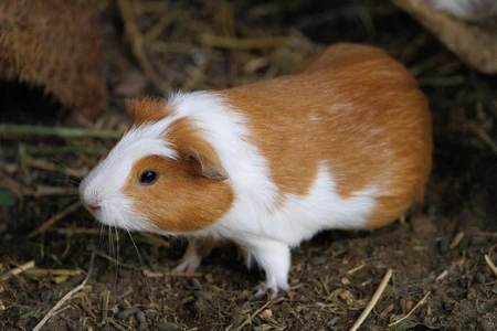 Guinea Pig in Natural Setting