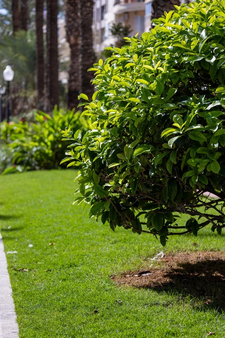 Lush Garden Pathway