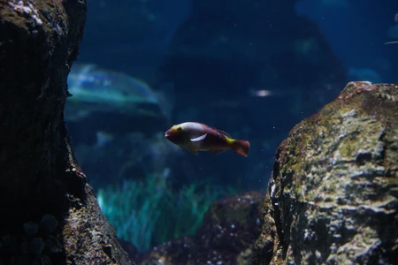 Underwater Serenity