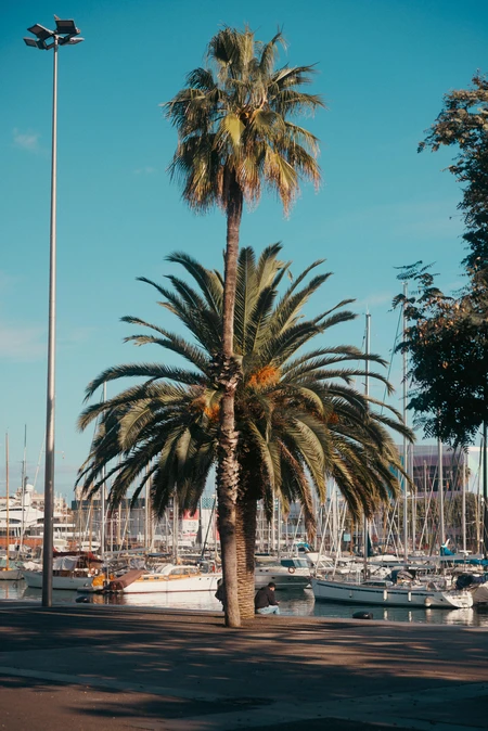 Marina Palms
