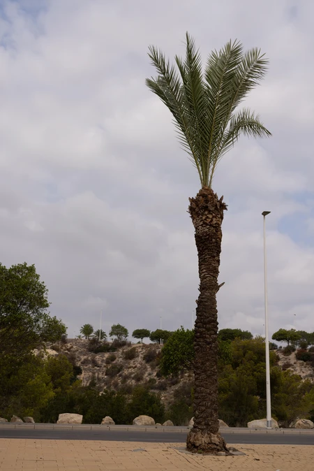 Lonely Palm Tree
