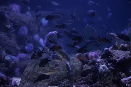 Aquatic Serenity