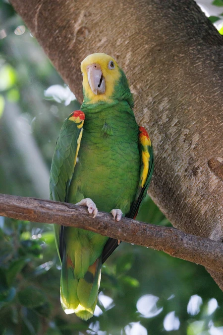 Parrot Perched on Tree