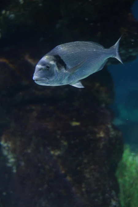 Solitary Fish in Aquarium