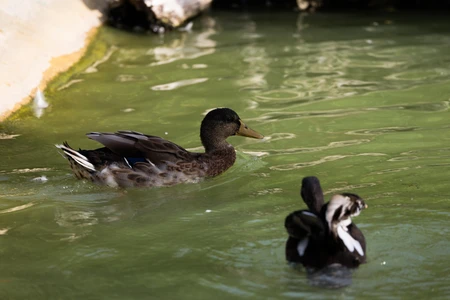 Ducks Swimming in a Pond