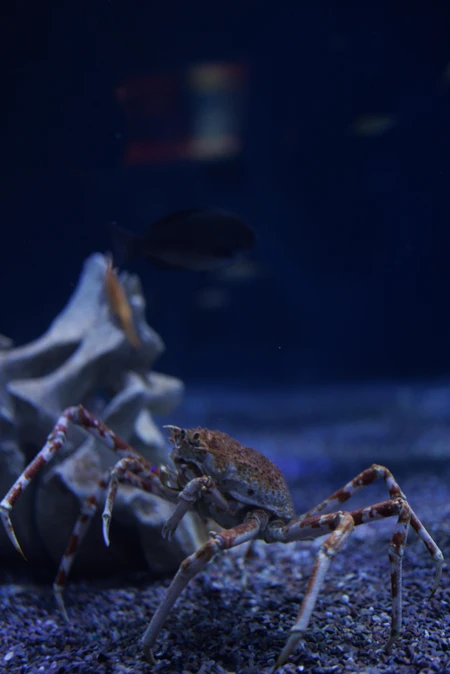 Crab in Aquarium