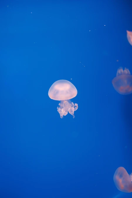 Jellyfish in Blue Waters