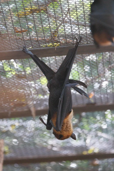 Hanging Bat in a Zoo Enclosure