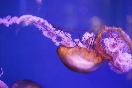 Graceful Jellyfish in Deep Blue